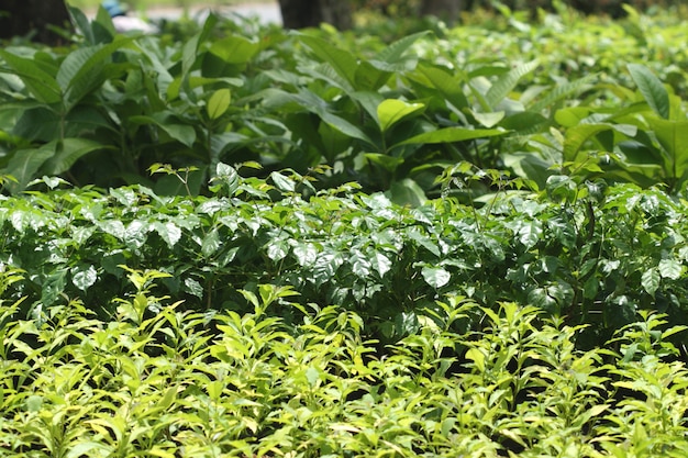 Green tree layer with sunlight shade color look fresh and warm at tree shop in Thailand