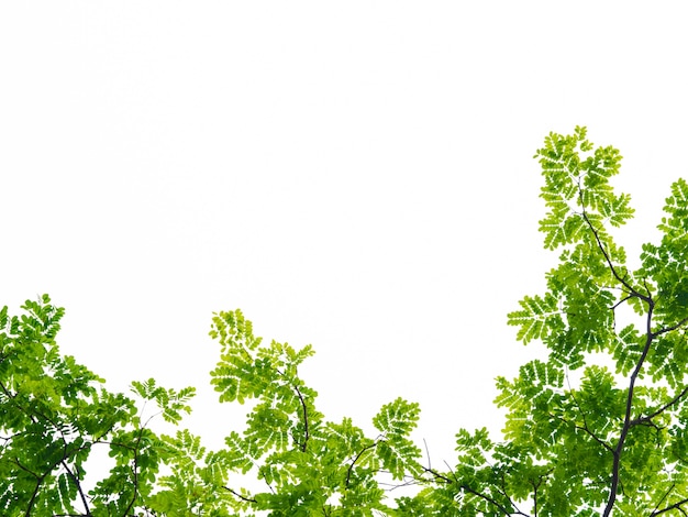 Зеленый лист дерева, изолированных на белом фоне.
