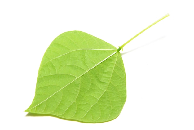 Green tree leaf summer nature isolated white background