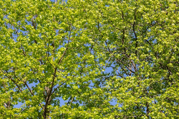 푸른 나무는 정원의 맑은 하늘에 흰색으로 남겨두고 자연과 오존이 있는 신선한 공기