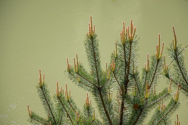 Green tree leaves as a background