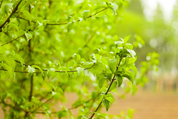 Green tree and leaves background, daytime