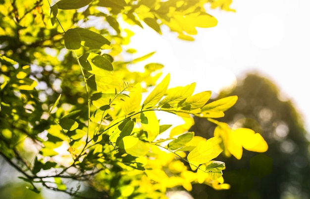 Green tree leaves background. Natural summer photo.