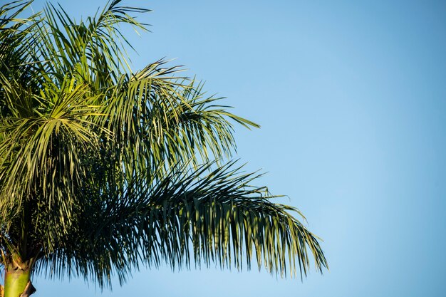 Green Tree Leaves on blue sky summer background