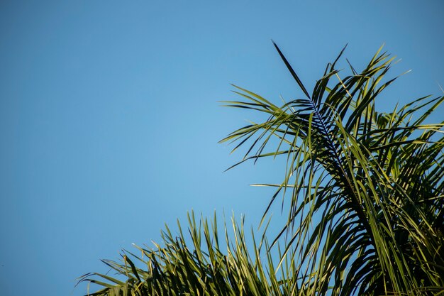 Green Tree Leaves on blue sky summer background