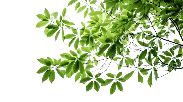 Green tree leaves and branches isolated on white background generate ai