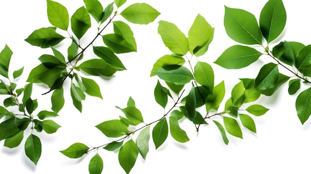 Green tree leaves and branches isolated on white background generate ai