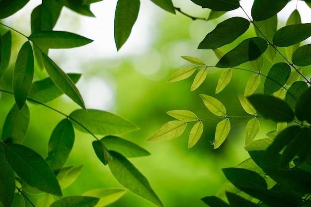 green tree leaves and branches in the nature in summer