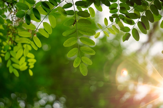 Foglie e rami verdi dell'albero nella natura