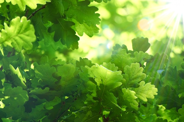 Green tree leaves and branches in the nature 