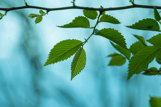 春の自然の中で緑の木の葉