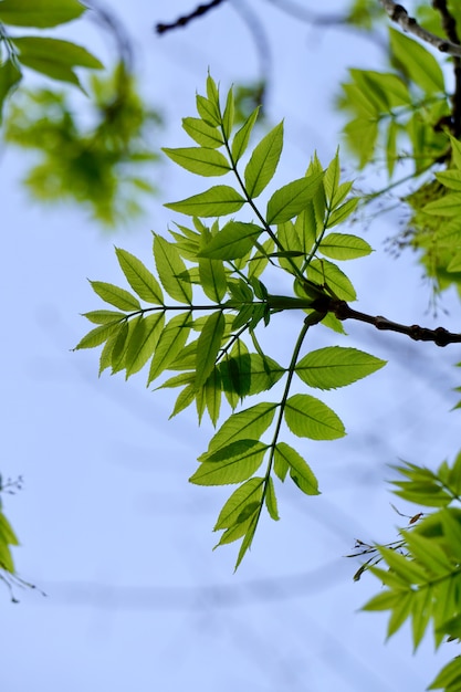 春の自然の中で緑の木の葉