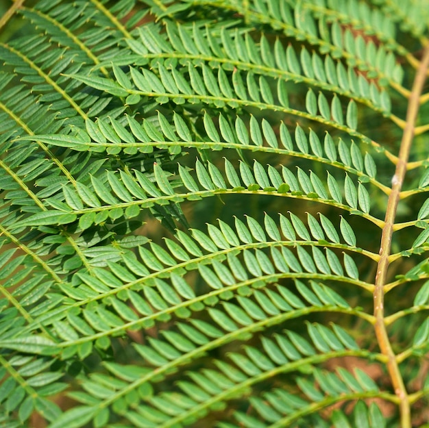 green tree leaves in the nature