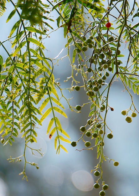 green tree leaves in the nature