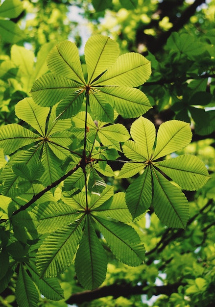 green tree leaves in springtime     