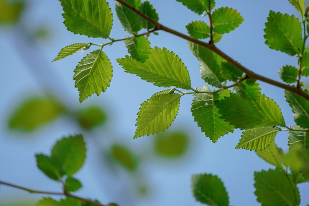 Green tree leaves in springtime