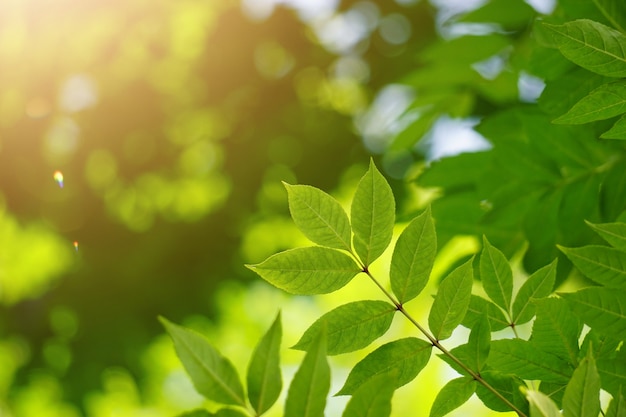 Green tree leaves and sunlight in the nature