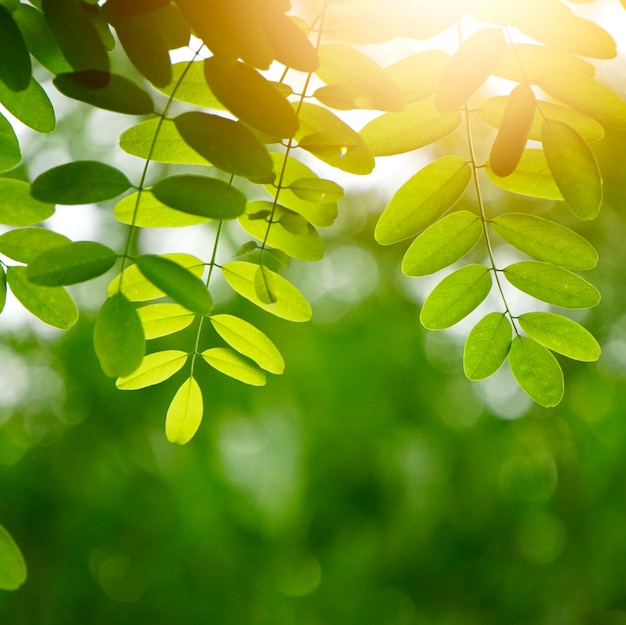 Green tree leaves textured and branches in the nature 