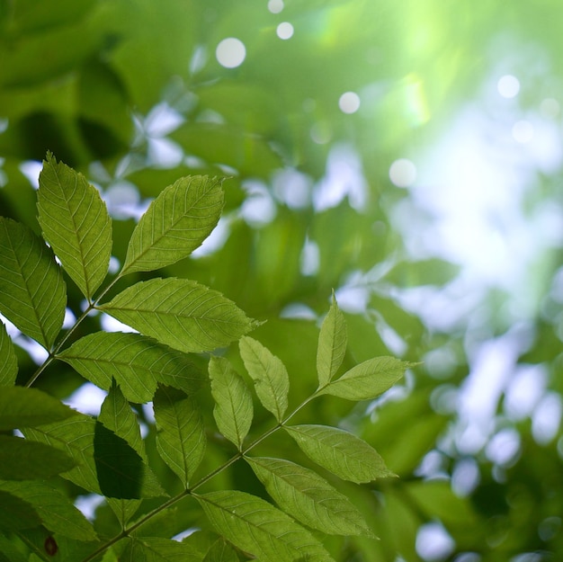 Green tree leaves textured in the nature in summer, green background