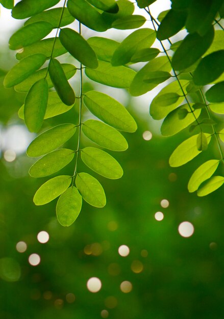 Green tree leaves textured in the nature in summer, green background