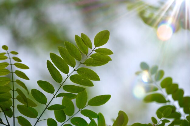 Green tree leaves textured in the nature in summer, green background