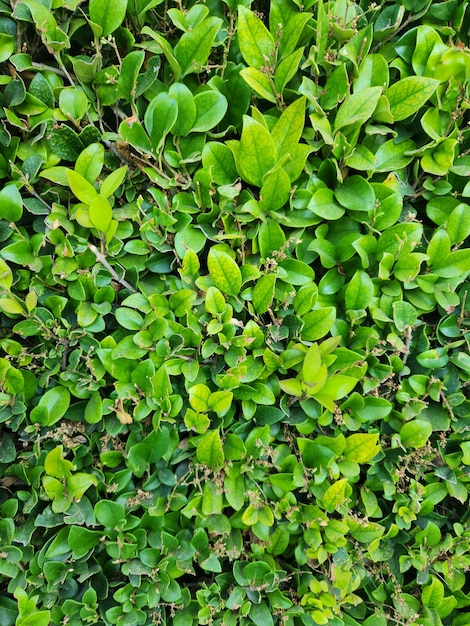 Green tree leaves