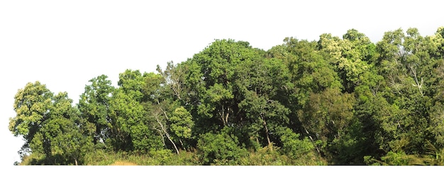 Green tree line isolate on white background