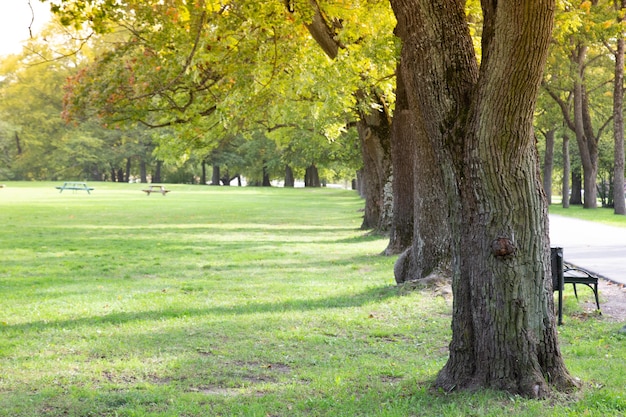 写真 町の公園に並ぶ緑の木。