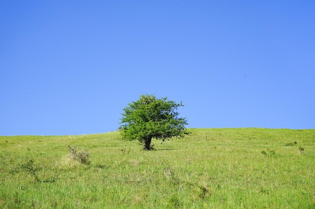 Green tree in the meadow on a sunny summer day