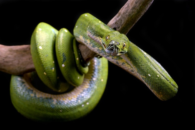 Foto phyton albero verde su sfondo nero phyton condro