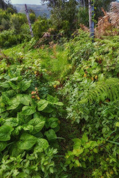 Green tree plants in the mountains with lush greenery and foliage Closeup landscape view of biodiverse nature scenery with lush vegetation growing in the wild forest of La Palma Canary Islands