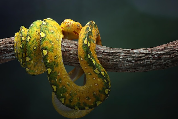 Green tree python juvenile closeup on branch with black background Green tree python Morelia viridis