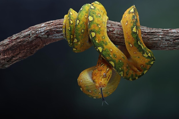 黒い背景の枝にミドリニシキヘビ幼虫のクローズアップミドリニシキヘビモレリアviridis