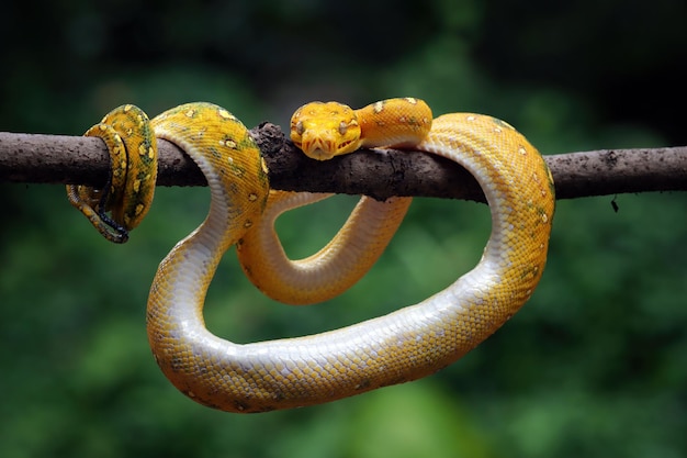 Green tree python juvenile closeup on branch with black background Green tree python Morelia viridis