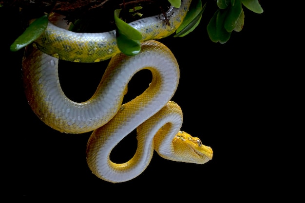 Green tree python juvenile closeup on branch with black background