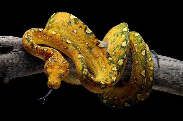 Green tree python juvenile closeup on branch with black background