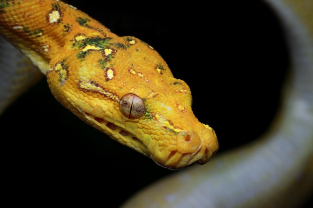 Green tree python juvenile closeup head on branch with black background Green tree python Morelia viridis