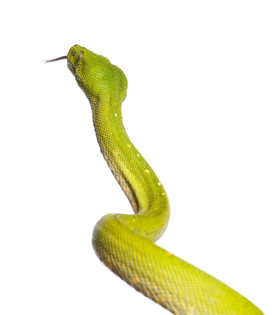 Green tree python looking down - Morelia viridis on a white isolated