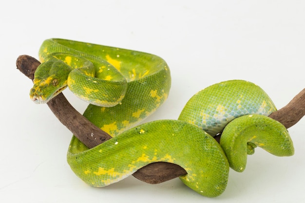 Зеленое дерево Python Morelia viridis змеиный биак изолирован на белом фоне