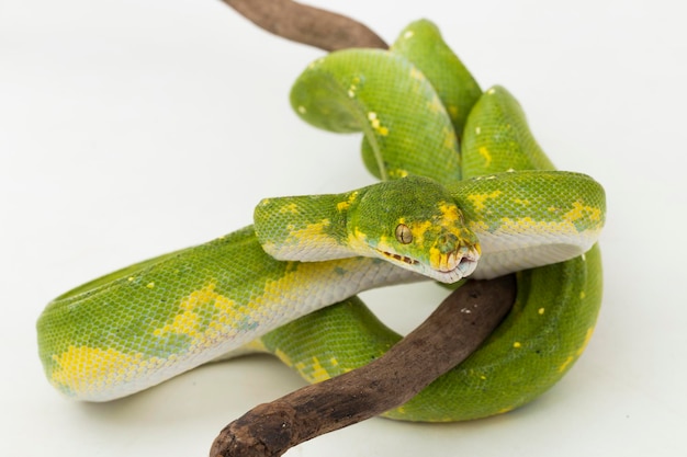 Зеленое дерево Python Morelia viridis змеиный биак изолирован на белом фоне