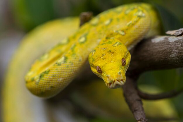 Green Tree Python Morelia viridis on tree branch yellow color skin snake