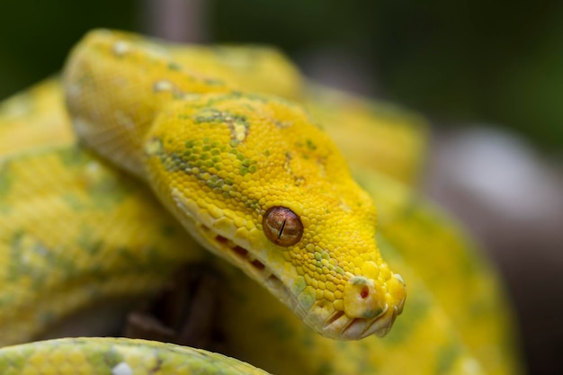 Зеленое дерево Python Morelia viridis на ветке дерева желтого цвета кожи змеи