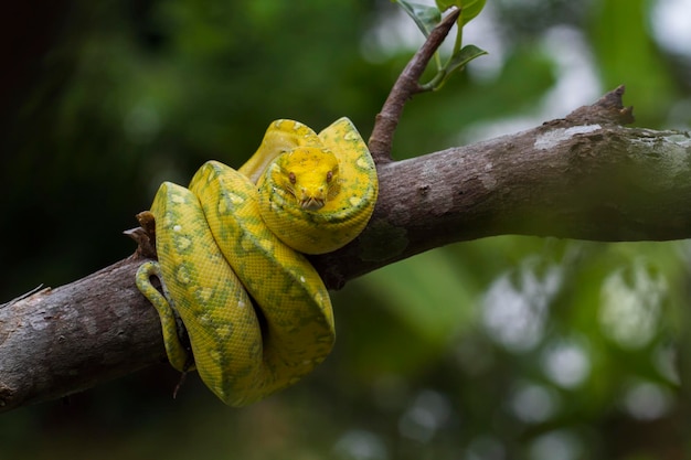 Зеленое дерево Python Morelia viridis на ветке дерева желтого цвета кожи змеи