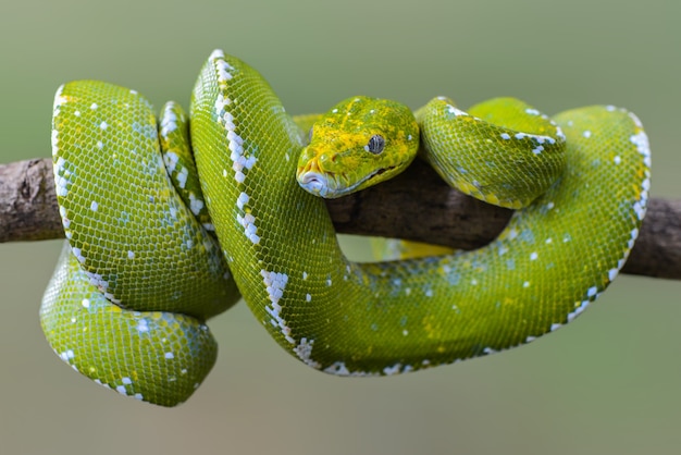 Green Tree Python Morelia Viridis on twigs