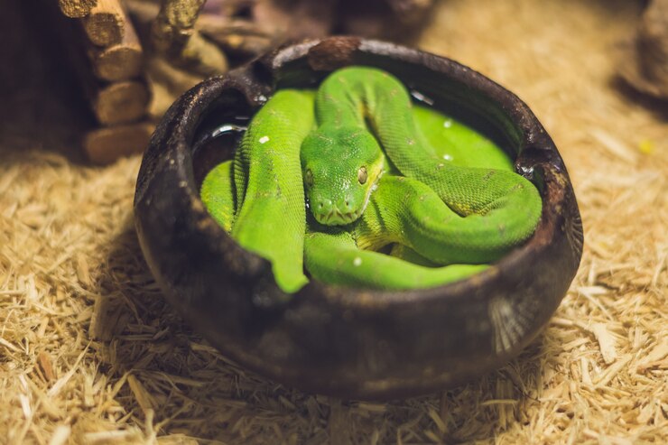 Фотография зеленый древовидный питон morelia viridis. молодая зеленая змея свернулась.