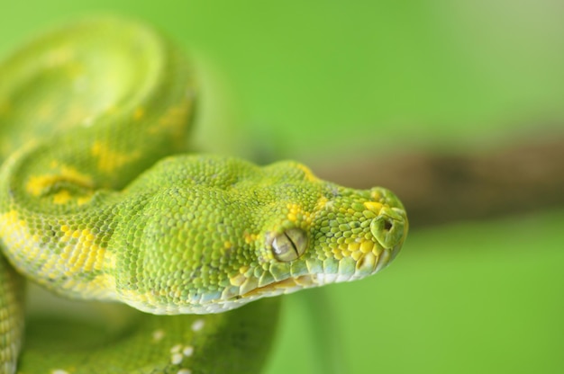 Green tree python Morelia Viridis
