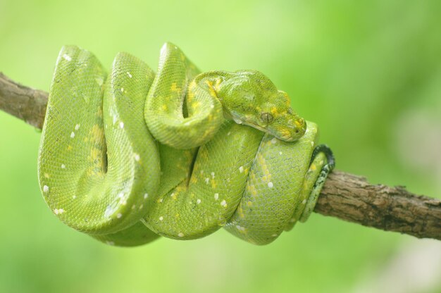 Green tree python Morelia Viridis