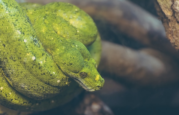 写真 ツリー上の緑の木のpython