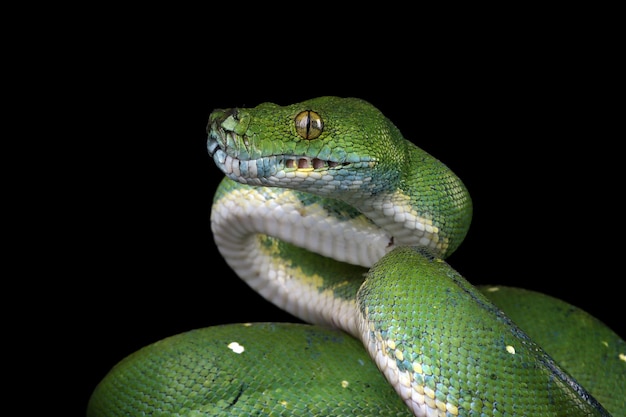 Green tree python snake on branch ready to attack Chondropython viridis snake closeup with black background Morelia viridis snake