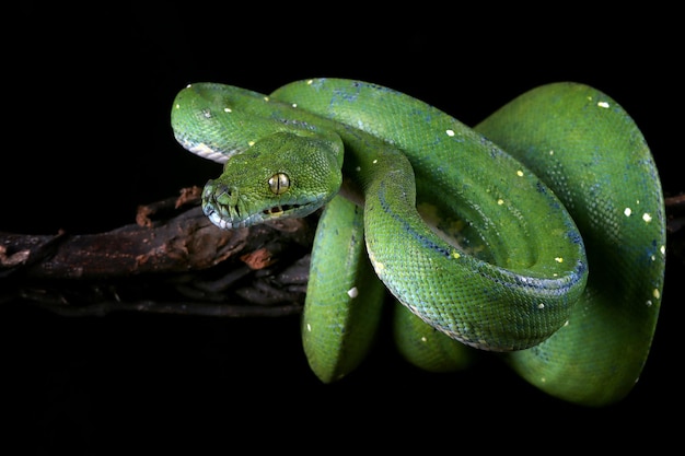 Зеленая древесная змея питона на ветке готова атаковать зеленая древесная змея питона крупным планом с черным фоном